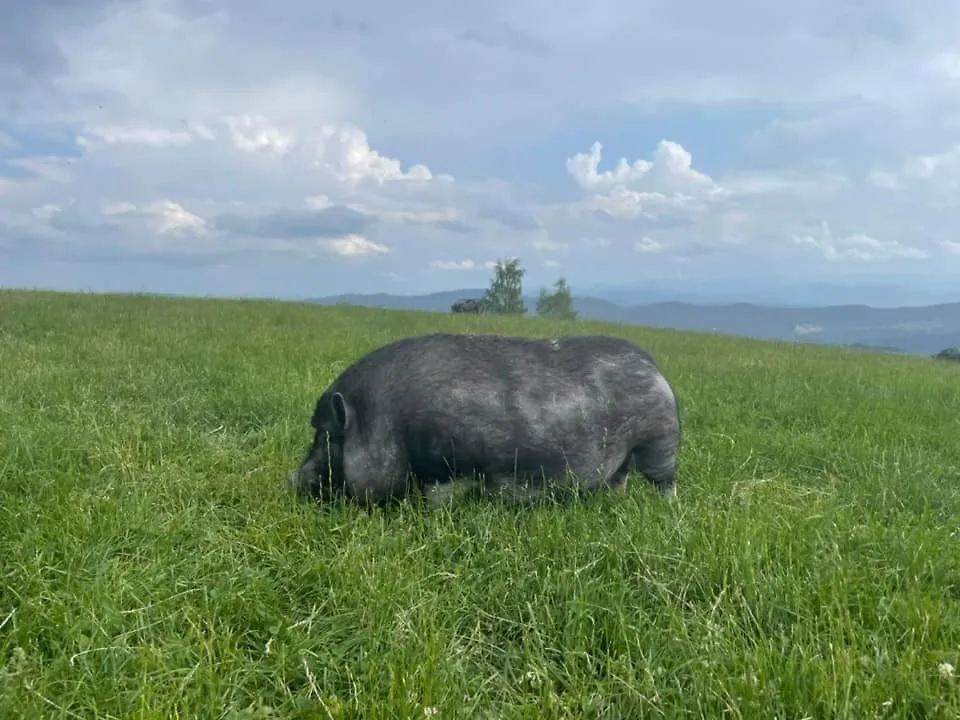 Gostinjska kuća Planinski Dom Jance Slovenia